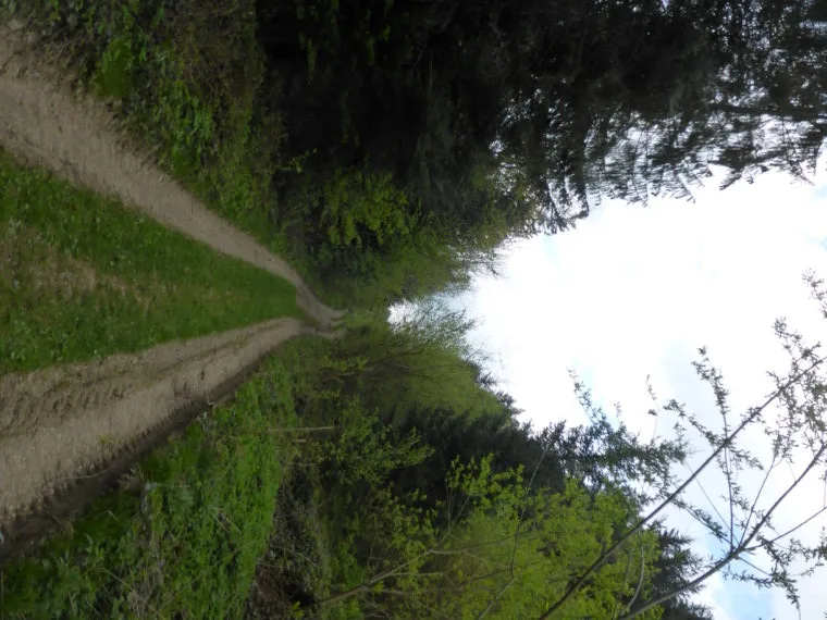 Countryside lane