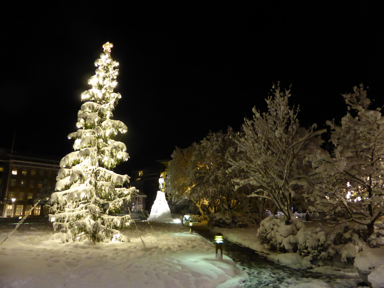 Christmas tree covered in snow from my One night out in Reykjavik, Iceland