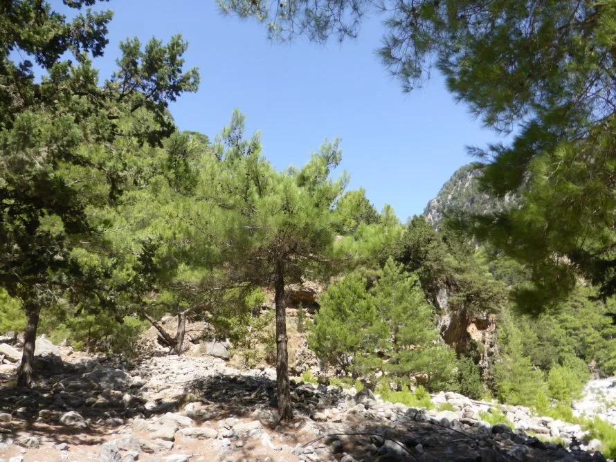 Lots of trees