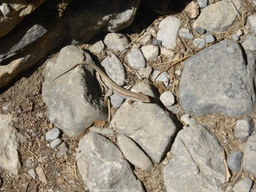 Little lizard