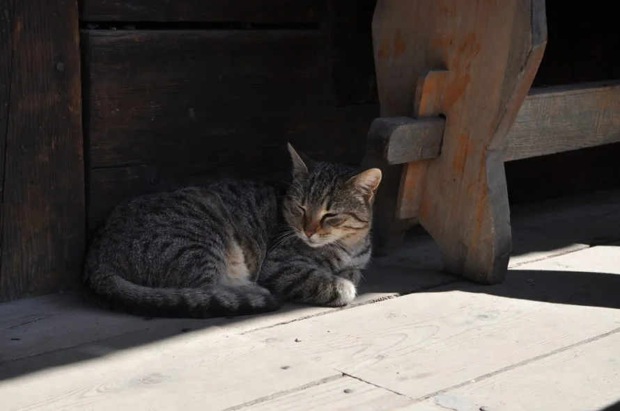 Pisică enjoying the shade